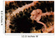 Pygmy Seahorse Indonesia Wall Decal Design 1