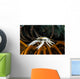 Squat Lobster Carrying Eggs Wall Decal