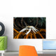 Squat Lobster Carrying Eggs Wall Decal