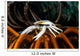 Squat Lobster Carrying Eggs Wall Decal