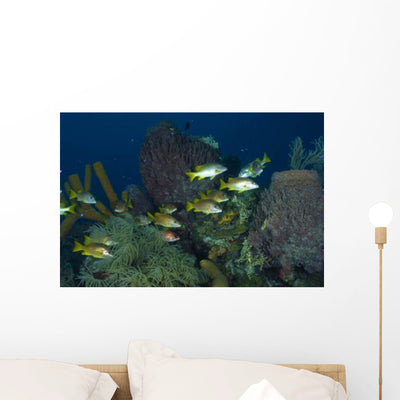 Schoolmasters Belize Wall Decal shown on a wall