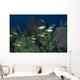 Schoolmasters Belize Wall Decal