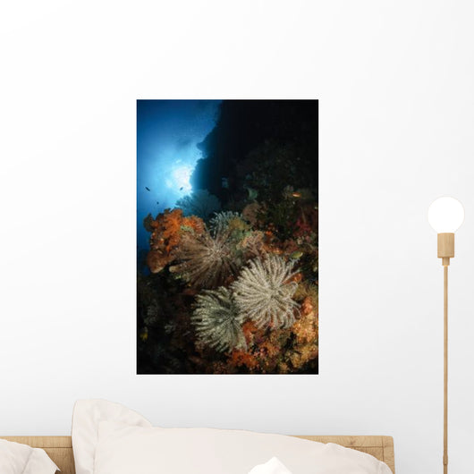 Seascape Crinoids Indonesia Wall Decal