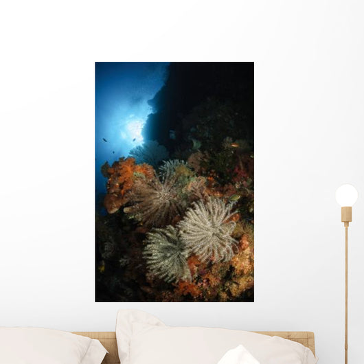 Seascape Crinoids Indonesia Wall Decal