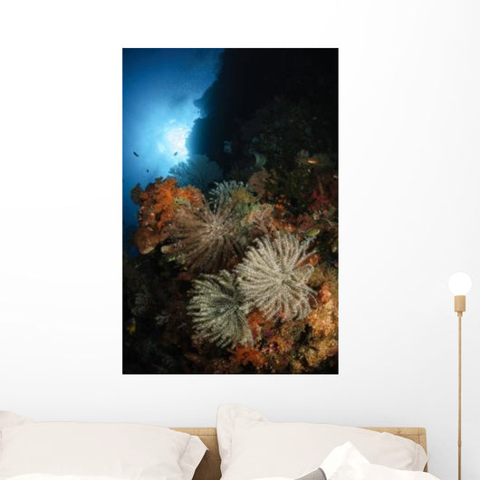 Seascape Crinoids Indonesia Wall Decal