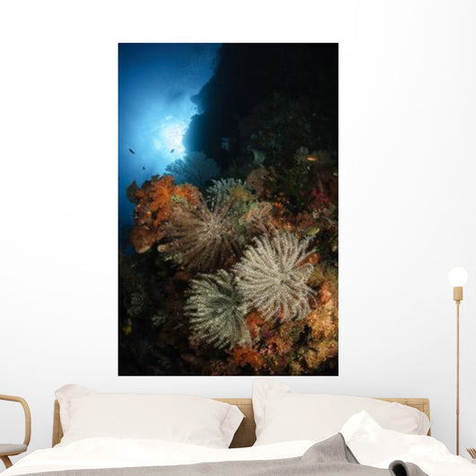 Seascape Crinoids Indonesia Wall Decal