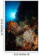 Seascape Crinoids Indonesia Wall Decal