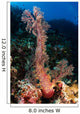 Soft Coral Seascape Indonesia Wall Decal Design 1
