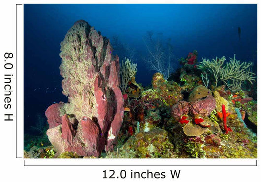 Coral Reef and Sponges Wall Decal