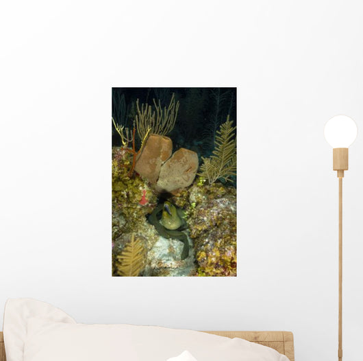 Moray Eel Belize Wall Decal