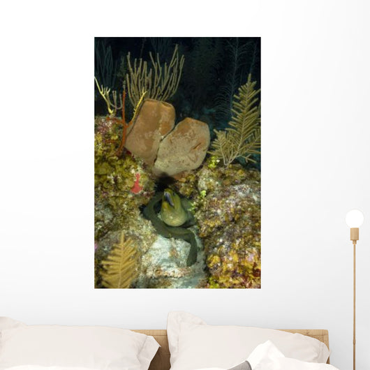 Moray Eel Belize Wall Decal