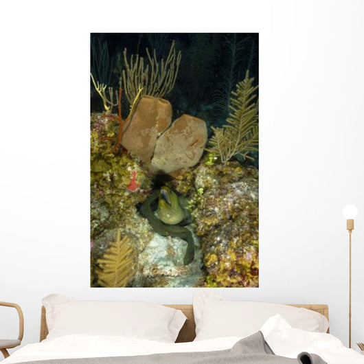 Moray Eel Belize Wall Decal