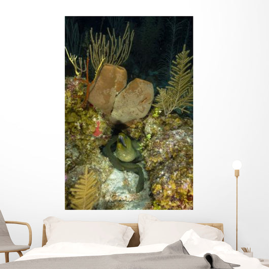 Moray Eel Belize Wall Decal