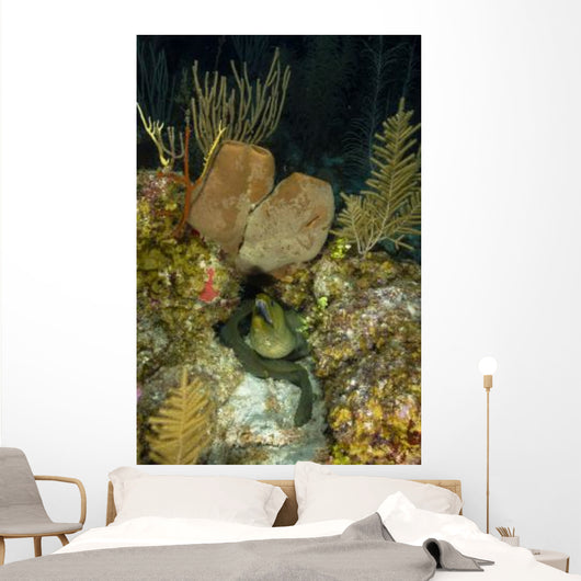 Moray Eel Belize Wall Decal