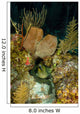 Moray Eel Belize Wall Decal