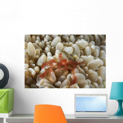 Orangutan Crab Bubble Coral Wall Decal shown on a wall