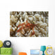 Orangutan Crab Bubble Coral Wall Decal