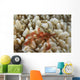 Orangutan Crab Bubble Coral Wall Decal