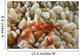 Orangutan Crab Bubble Coral Wall Decal