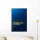 Male Great White Shark Wall Decal Design 8