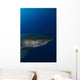 Male Great White Shark Wall Decal Design 8