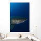 Male Great White Shark Wall Decal Design 8