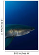 Male Great White Shark Wall Decal Design 8