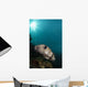 Wide-angle Image Pufferfish Raja Wall Decal