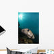 Wide-angle Image Pufferfish Raja Wall Decal