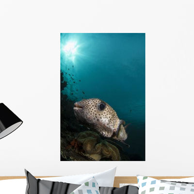 Wide-angle Image Pufferfish Raja Wall Decal shown on a wall