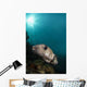 Wide-angle Image Pufferfish Raja Wall Decal