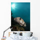 Wide-angle Image Pufferfish Raja Wall Decal
