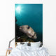 Wide-angle Image Pufferfish Raja Wall Decal
