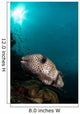 Wide-angle Image Pufferfish Raja Wall Decal
