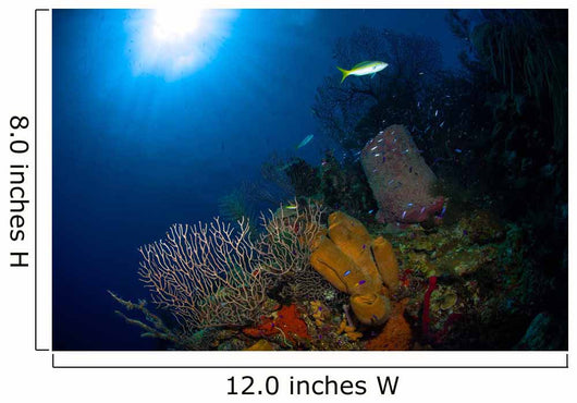 Coral and Sponge Reef Wall Decal Design 1