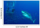 Male Great White Shark Wall Decal Design 4