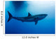 Male Great White Shark Wall Decal Design 2