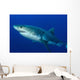 Male Great White Shark Wall Decal Design 2