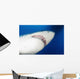 Male Great White Shark Wall Decal Design 1