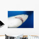 Male Great White Shark Wall Decal Design 1