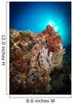 Octopus Posing Reef La Wall Decal