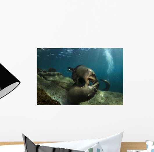 Pair Playful Sea Lions Wall Decal