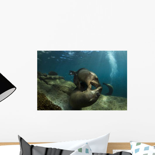 Pair Playful Sea Lions Wall Decal