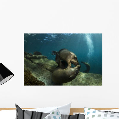 Pair Playful Sea Lions Wall Decal shown on a wall
