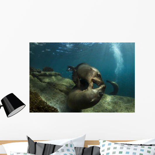 Pair Playful Sea Lions Wall Decal