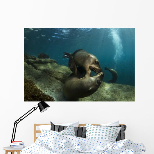 Pair Playful Sea Lions Wall Decal