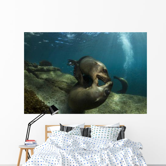 Pair Playful Sea Lions Wall Decal
