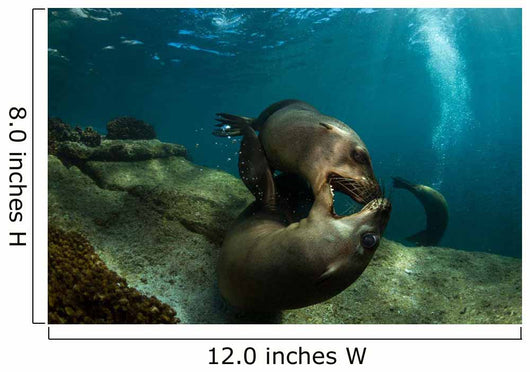 Pair Playful Sea Lions Wall Decal