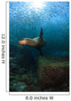 Sea Lion Chasing School Wall Decal
