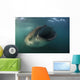 Feeding Whale Shark La Wall Decal